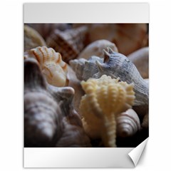 Seashells Canvas 36  X 48   by StarvingArtisan