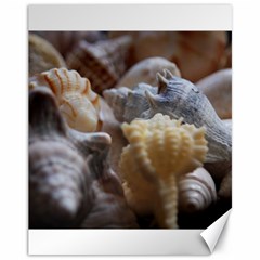 Seashells Canvas 11  X 14   by StarvingArtisan