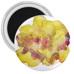 Yellow Rose 3  Magnets