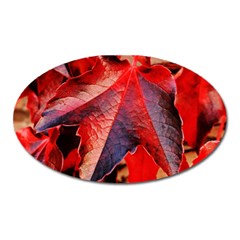 Wine Partner Wild Vine Leaves Plant Oval Magnet by Sapixe