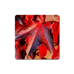 Wine Partner Wild Vine Leaves Plant Square Magnet