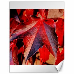 Wine Partner Wild Vine Leaves Plant Canvas 18  X 24   by Sapixe