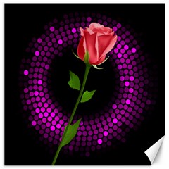 Rosa Black Background Flash Lights Canvas 20  X 20   by Sapixe