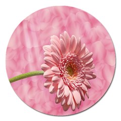 Background Texture Flower Petals Magnet 5  (round) by Sapixe