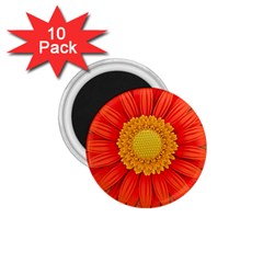 Flower Plant Petal Summer Color 1 75  Magnets (10 Pack)  by Sapixe