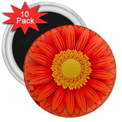 Flower Plant Petal Summer Color 3  Magnets (10 Pack)  by Sapixe