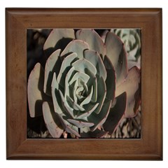 Succulent Green Pink Rosettes Framed Tiles by Sapixe