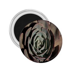 Succulent Green Pink Rosettes 2 25  Magnets by Sapixe