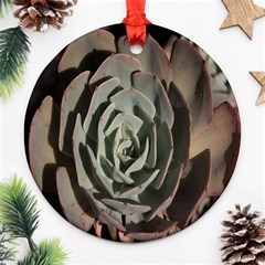 Succulent Green Pink Rosettes Ornament (round) by Sapixe