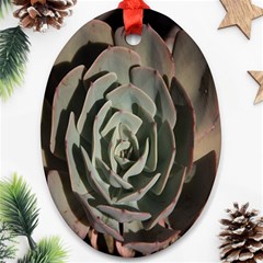 Succulent Green Pink Rosettes Ornament (oval) by Sapixe