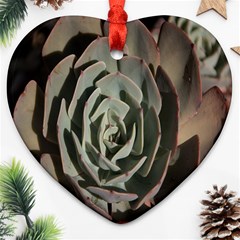 Succulent Green Pink Rosettes Ornament (heart) by Sapixe