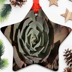 Succulent Green Pink Rosettes Ornament (star) by Sapixe