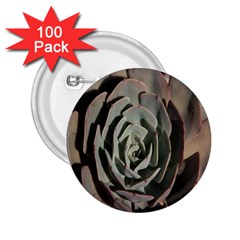 Succulent Green Pink Rosettes 2 25  Buttons (100 Pack)  by Sapixe