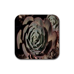 Succulent Green Pink Rosettes Rubber Coaster (square)  by Sapixe