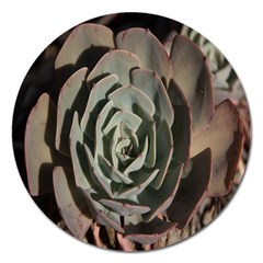 Succulent Green Pink Rosettes Magnet 5  (round) by Sapixe