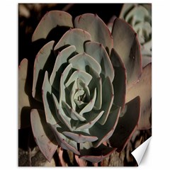 Succulent Green Pink Rosettes Canvas 16  X 20   by Sapixe