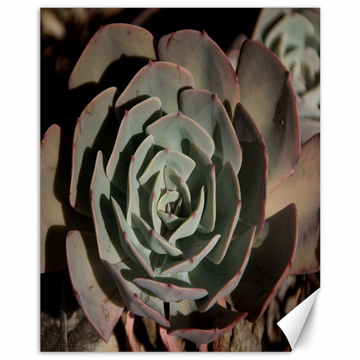 Succulent Green Pink Rosettes Canvas 11  x 14  