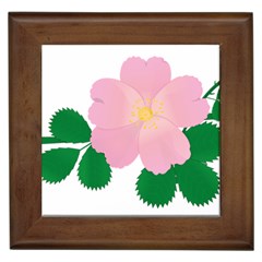 Rose Flower Briar Pink Flowers Framed Tiles by Sapixe