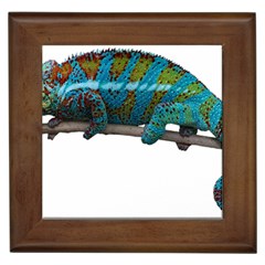 Reptile Lizard Animal Isolated Framed Tiles by Sapixe