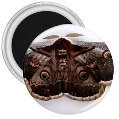 Night Butterfly Butterfly Giant 3  Magnets by Sapixe