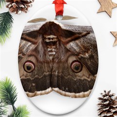 Night Butterfly Butterfly Giant Ornament (oval) by Sapixe