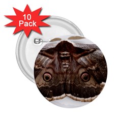 Night Butterfly Butterfly Giant 2 25  Buttons (10 Pack)  by Sapixe