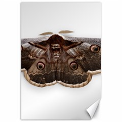 Night Butterfly Butterfly Giant Canvas 12  X 18   by Sapixe