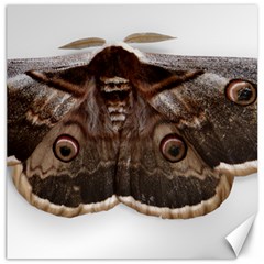 Night Butterfly Butterfly Giant Canvas 20  X 20   by Sapixe