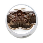 Night Butterfly Butterfly Giant 4-Port USB Hub (Two Sides)  Front