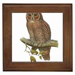 Bird Owl Animal Vintage Isolated Framed Tiles by Sapixe