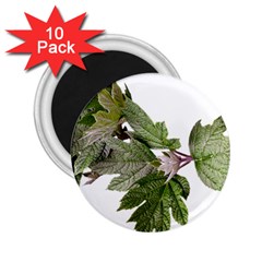 Leaves Plant Branch Nature Foliage 2 25  Magnets (10 Pack)  by Sapixe