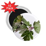 Leaves Plant Branch Nature Foliage 2.25  Magnets (10 pack)  Front