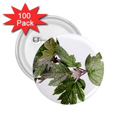 Leaves Plant Branch Nature Foliage 2 25  Buttons (100 Pack)  by Sapixe