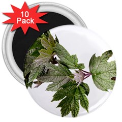 Leaves Plant Branch Nature Foliage 3  Magnets (10 Pack)  by Sapixe