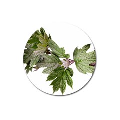 Leaves Plant Branch Nature Foliage Magnet 3  (round) by Sapixe