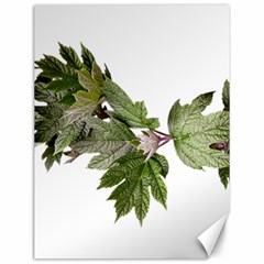 Leaves Plant Branch Nature Foliage Canvas 12  X 16   by Sapixe