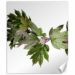 Leaves Plant Branch Nature Foliage Canvas 20  X 24   by Sapixe