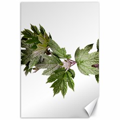 Leaves Plant Branch Nature Foliage Canvas 20  X 30   by Sapixe