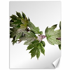 Leaves Plant Branch Nature Foliage Canvas 36  X 48   by Sapixe