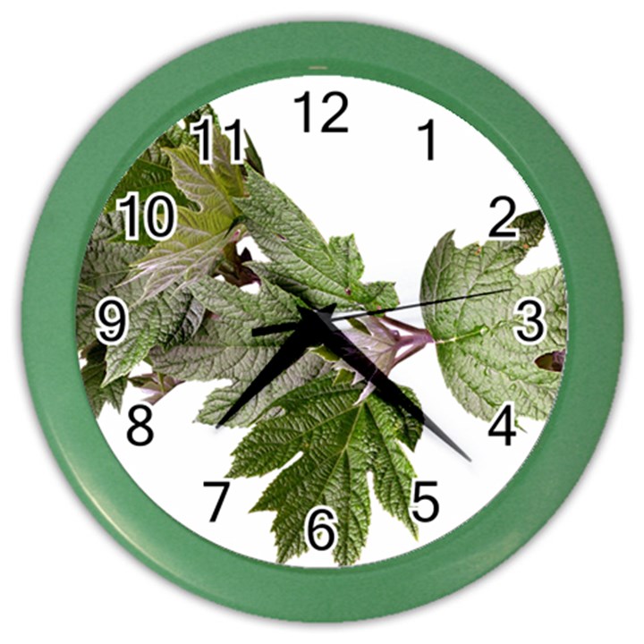 Leaves Plant Branch Nature Foliage Color Wall Clocks