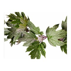 Leaves Plant Branch Nature Foliage Double Sided Flano Blanket (mini)  by Sapixe