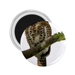 Owl Bird 2 25  Magnets