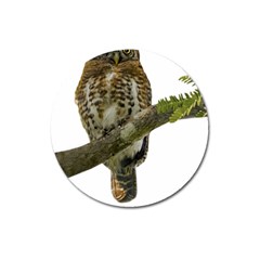 Owl Bird Magnet 3  (round)