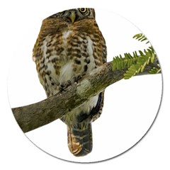 Owl Bird Magnet 5  (round)