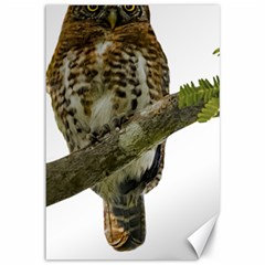 Owl Bird Canvas 12  X 18   by Sapixe