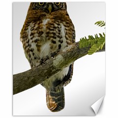 Owl Bird Canvas 11  X 14   by Sapixe