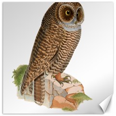 Bird Owl Animal Vintage Isolated Canvas 16  X 16  