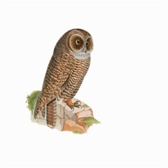 Bird Owl Animal Vintage Isolated Small Garden Flag (two Sides) by Sapixe