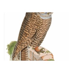 Bird Owl Animal Vintage Isolated Double Sided Flano Blanket (mini)  by Sapixe