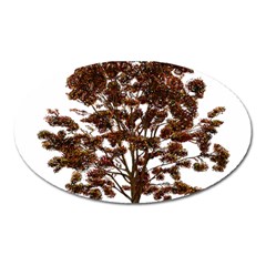 Tree Vector Ornament Color Oval Magnet by Sapixe